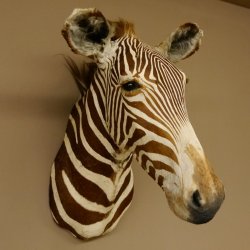 Zebrakopf Greavy seltenes Zebra Grevy mit Genehmigung zum Verkauf 87.100.21