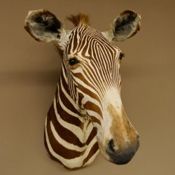 Zebrakopf Greavy seltenes Zebra Grevy mit Genehmigung zum Verkauf 87.100.21