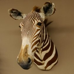 Zebrakopf Greavy seltenes Zebra Grevy mit Genehmigung zum Verkauf 87.100.21