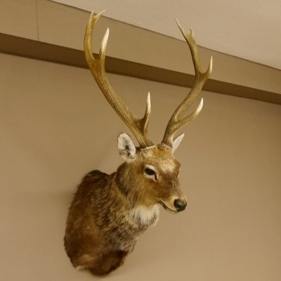Sikahirsch kapitaler Hirschkopf Kopf Schulter Präparat Höhe 114 cm Haupt Kopfpräparat 85.2.34