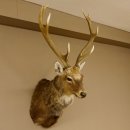 Sikahirsch kapitaler Hirschkopf Kopf Schulter Präparat Höhe 114 cm Haupt Kopfpräparat 85.2.34
