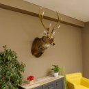Sikahirsch kapitaler Hirschkopf Kopf Schulter Präparat Höhe 114 cm Haupt Kopfpräparat 85.2.34