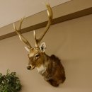 Sikahirsch kapitaler Hirschkopf Kopf Schulter Präparat Höhe 114 cm Haupt Kopfpräparat 85.2.34
