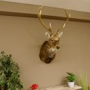 Sikahirsch kapitaler Hirschkopf Kopf Schulter Präparat Höhe 114 cm Haupt Kopfpräparat 85.2.34