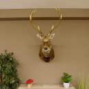 Sikahirsch kapitaler Hirschkopf Kopf Schulter Präparat Höhe 114 cm Haupt Kopfpräparat 85.2.34
