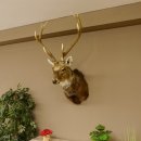 Sikahirsch kapitaler Hirschkopf Kopf Schulter Präparat Höhe 114 cm Haupt Kopfpräparat 85.2.34