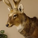 Sikahirsch kapitaler Hirschkopf Kopf Schulter Präparat Höhe 114 cm Haupt Kopfpräparat 85.2.34