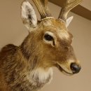 Sikahirsch kapitaler Hirschkopf Kopf Schulter Präparat Höhe 114 cm Haupt Kopfpräparat 85.2.34