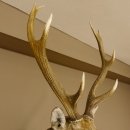 Sikahirsch kapitaler Hirschkopf Kopf Schulter Präparat Höhe 114 cm Haupt Kopfpräparat 85.2.34