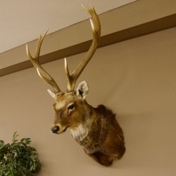 Sikahirsch kapitaler Hirschkopf Kopf Schulter Präparat Höhe 114 cm Haupt Kopfpräparat 85.2.34
