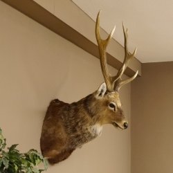 Sikahirsch kapitaler Hirschkopf Kopf Schulter Präparat Höhe 114 cm Haupt Kopfpräparat 85.2.34