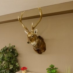 Sikahirsch kapitaler Hirschkopf Kopf Schulter Präparat Höhe 114 cm Haupt Kopfpräparat 85.2.34