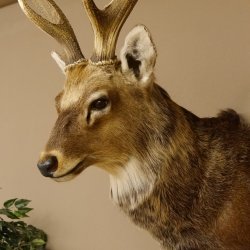 Sikahirsch kapitaler Hirschkopf Kopf Schulter Präparat Höhe 114 cm Haupt Kopfpräparat 85.2.34