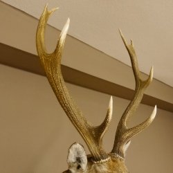 Sikahirsch kapitaler Hirschkopf Kopf Schulter Präparat Höhe 114 cm Haupt Kopfpräparat 85.2.34