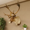 Rentier Karibu Caribou Kopfpräparat Trophäe...