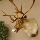 Rentier Karibu Caribou Kopfpräparat Trophäe...