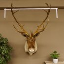 Rentier Karibu Caribou Kopfpräparat Trophäe 85.208.9