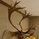Rentier Karibu Caribou Kopfpräparat Trophäe 85.208.9