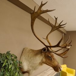 Rentier Karibu Caribou Kopfpräparat Trophäe 85.208.9