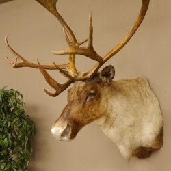 Rentier Karibu Caribou Kopfpräparat Trophäe 85.208.9