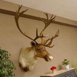 Rentier Karibu Caribou Kopfpräparat Trophäe 85.208.9