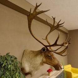 Rentier Karibu Caribou Kopfpräparat Trophäe 85.208.9