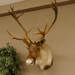 Rentier Karibu Caribou Kopfpräparat Trophäe 85.208.9