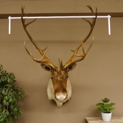 Rentier Karibu Caribou Kopfpräparat Trophäe 85.208.9