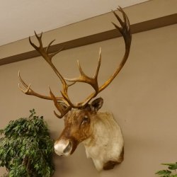 Rentier Karibu Caribou Kopfpräparat Trophäe 85.208.9