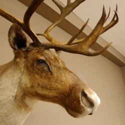Rentier Karibu Caribou Kopfpräparat Trophäe 85.208.9