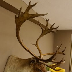 Rentier Karibu Caribou Kopfpräparat Trophäe 85.208.9