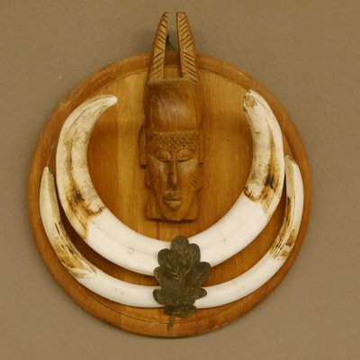 Warzenschwein Waffen Hauer max.18,8-21 cm Keiler Gewaff Afrika Trophäenschild 88.15.59