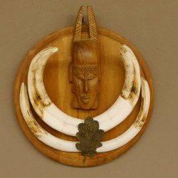 Warzenschwein Waffen Hauer max.18,8-21 cm Keiler Gewaff Afrika Trophäenschild 88.15.59