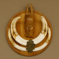 Warzenschwein Waffen Hauer max.18,8-21 cm Keiler Gewaff Afrika Trophäenschild 88.15.59