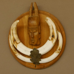 Warzenschwein Waffen Hauer max.18,8-21 cm Keiler Gewaff Afrika Trophäenschild 88.15.59