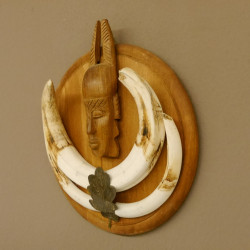 Warzenschwein Waffen Hauer max.18,8-21 cm Keiler Gewaff Afrika Trophäenschild 88.15.59