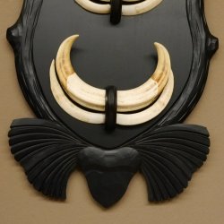 Warzenschwein Waffen 3er Paar Hauer max. 14-19,9 cm Keiler Gewaff Afrika Trophäen Schilder