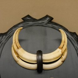 Warzenschwein Waffen 3er Paar Hauer max. 14-19,9 cm Keiler Gewaff Afrika Trophäen Schilder