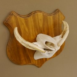 Warzenschwein Waffen Hauer max.9,2-16,7 cm Keiler Gewaff Afrika Trophäenschild 88.15.64