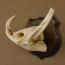 Warzenschwein Waffen Hauer max.9,5-18,5 cm Keiler Gewaff Afrika Trophäenschild 88.15.65