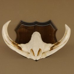 Warzenschwein Waffen Hauer max.9,5-18,5 cm Keiler Gewaff Afrika Trophäenschild 88.15.65