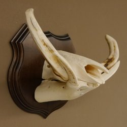 Warzenschwein Waffen Hauer max.9,5-18,5 cm Keiler Gewaff Afrika Trophäenschild 88.15.65