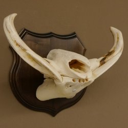 Warzenschwein Waffen Hauer max.9,5-18,5 cm Keiler Gewaff Afrika Trophäenschild 88.15.65