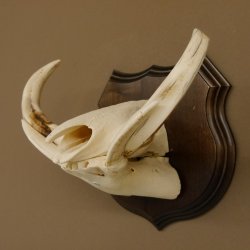 Warzenschwein Waffen Hauer max.9,5-18,5 cm Keiler Gewaff Afrika Trophäenschild 88.15.65