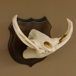 Warzenschwein Waffen Hauer max.9,5-18,5 cm Keiler Gewaff Afrika Trophäenschild 88.15.65