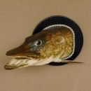 Hechtkopf Kopfpräparat Kopf Raubfisch Fisch offene Kiemen Trophäenschild 60.1.4.16