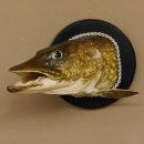 Hechtkopf Kopfpräparat Kopf Raubfisch Fisch offene Kiemen Trophäenschild 60.1.4.16