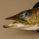 Hechtkopf Kopfpräparat Kopf Raubfisch Fisch offene Kiemen Trophäenschild 60.1.4.16