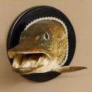 Hechtkopf Kopfpräparat Kopf Raubfisch Fisch offene Kiemen Trophäenschild 60.1.4.16