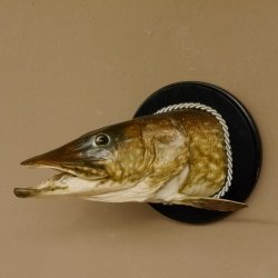 Hechtkopf Kopfpräparat Kopf Raubfisch Fisch offene Kiemen Trophäenschild 60.1.4.16